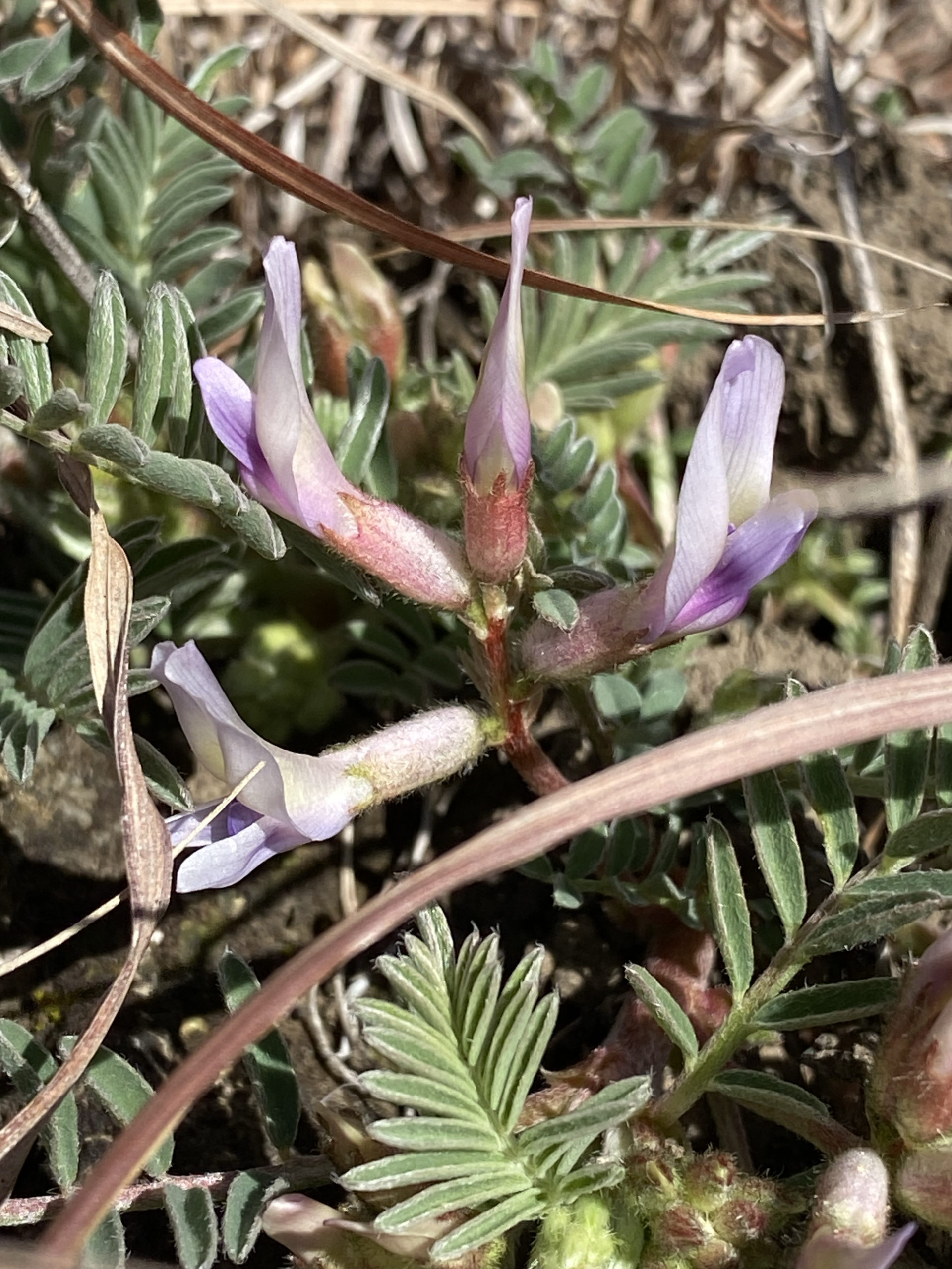 Loess Hills Pasque Flowers 2024 | Iowa Native Plant Society