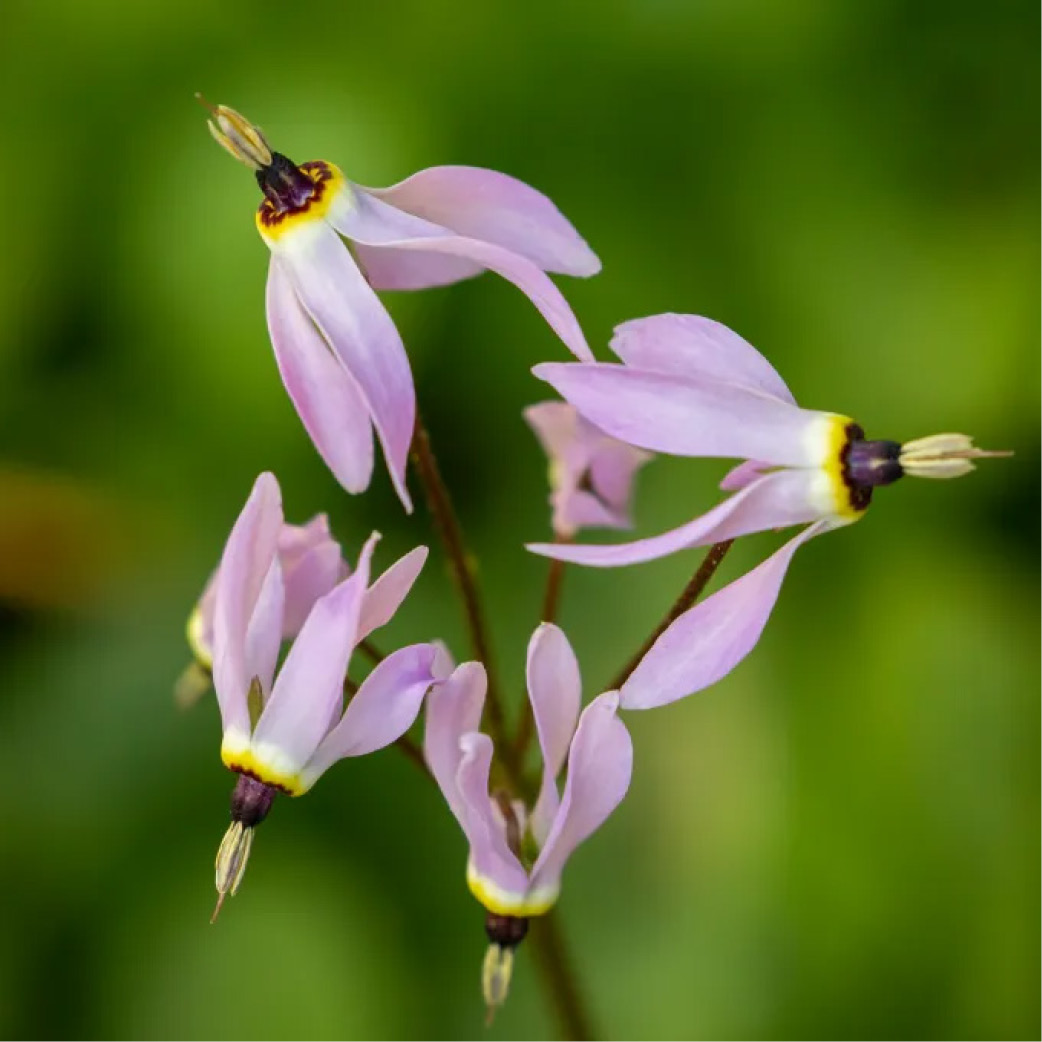 Dodecatheon Contributing Member (includes $125 donation)