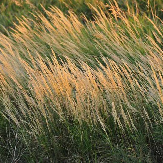 Calamagrostis Contributing Member (includes $75 donation)